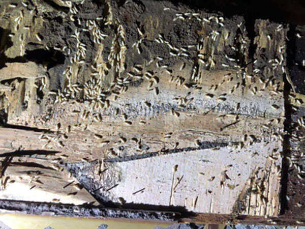 滅白蟻現(xiàn)場(chǎng)(圖1)