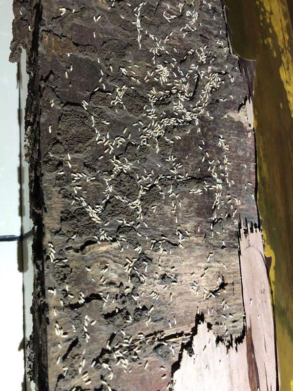 滅白蟻現(xiàn)場(chǎng)(圖7)